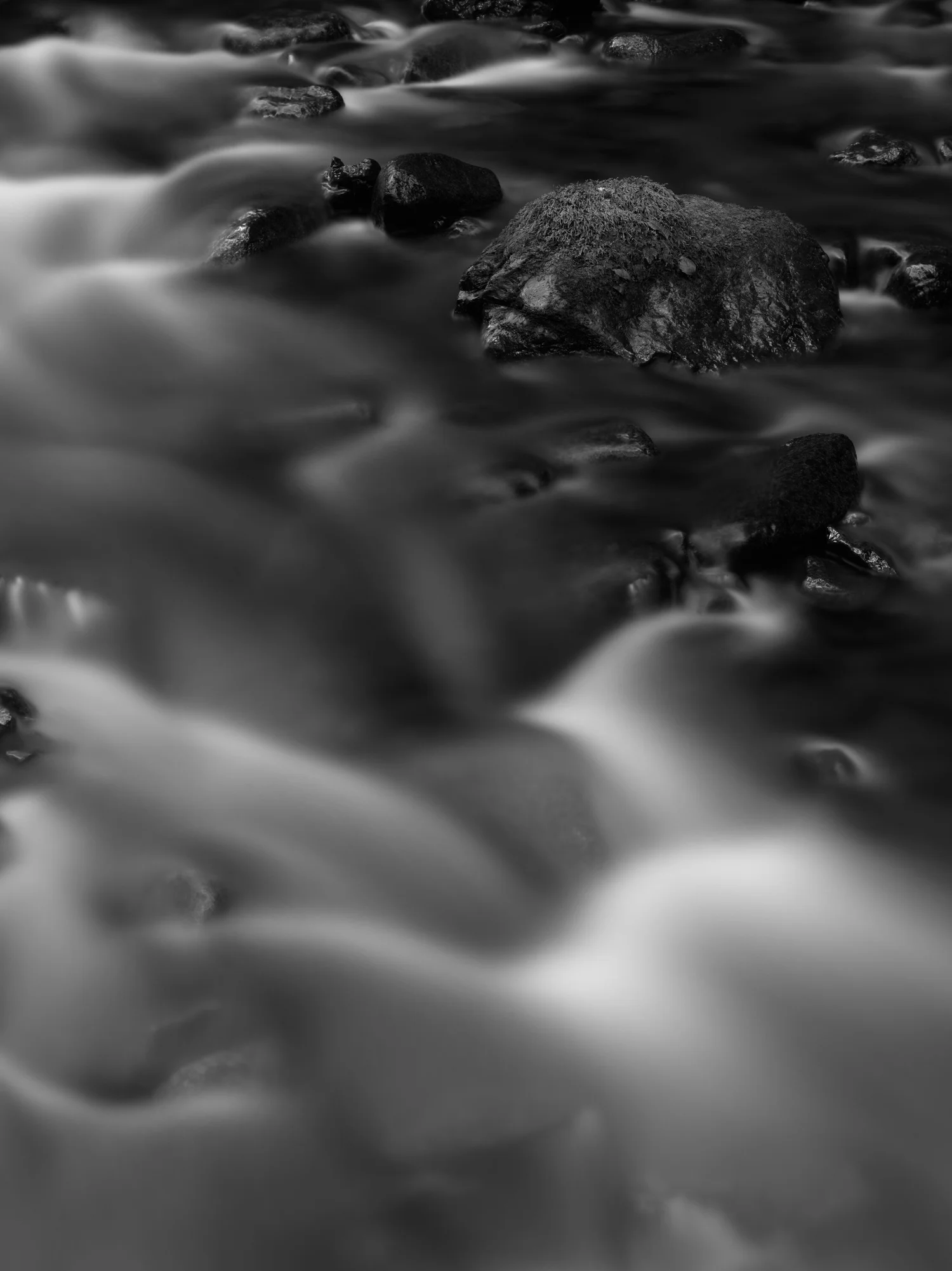 Rain-forest Stream X